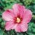 BALDUR-Garten Hibiskus-Hecke, 5 Pflanzen, Hibiscus Syriacus - 