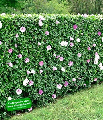 BALDUR-Garten Hibiskus-Hecke, 5 Pflanzen, Hibiscus Syriacus -