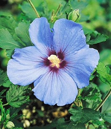 BALDUR-Garten Hibiskus-Hecke, 5 Pflanzen, Hibiscus Syriacus - 