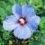 BALDUR-Garten Hibiskus-Hecke, 5 Pflanzen, Hibiscus Syriacus - 
