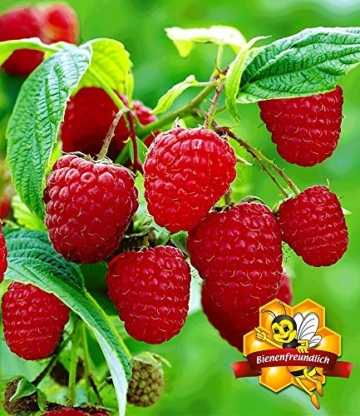 BALDUR-Garten Himbeeren TwoTimer® Sugana® , 1 Pflanze, Rubus idaeus - 