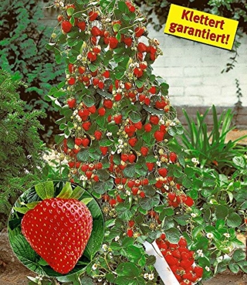 BALDUR-Garten Kletter-Erdbeere 'Hummi®', 3 Pflanzen Fragaria - 
