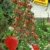 BALDUR-Garten Kletter-Erdbeere 'Hummi®', 3 Pflanzen Fragaria - 