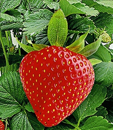 BALDUR-Garten Kletter-Erdbeere 'Hummi®', 3 Pflanzen Fragaria - 
