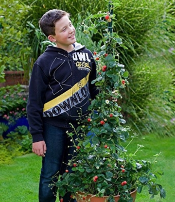 BALDUR-Garten Kletter-Erdbeere 'Hummi®', 3 Pflanzen Fragaria - 