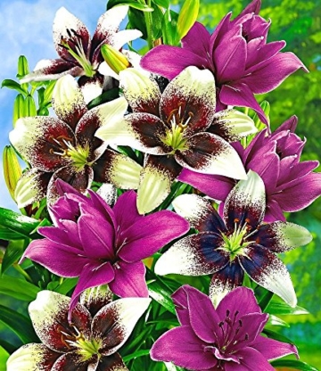BALDUR-Garten Lilien-Mix 'Tango & Lilac', 5 Zwiebeln Lilium - 