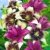 BALDUR-Garten Lilien-Mix 'Tango & Lilac', 5 Zwiebeln Lilium - 
