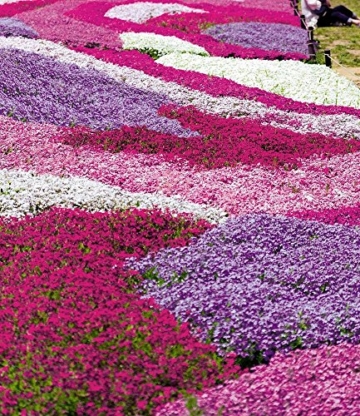 BALDUR-Garten Phlox-Mix 