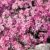 BALDUR-Garten Phlox-Mix 