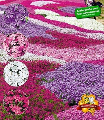 BALDUR-Garten Phlox-Mix "Flowers of the Sea",4 Pflanzen -