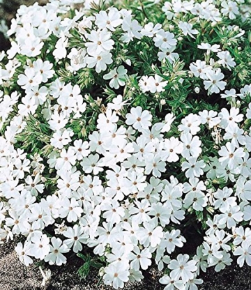 BALDUR-Garten Phlox-Mix 