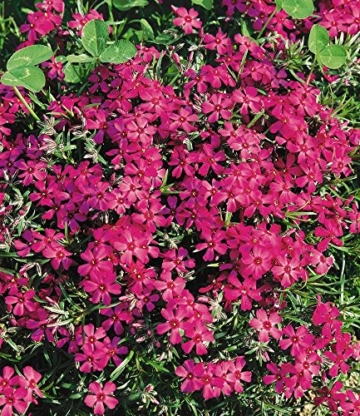 BALDUR-Garten Phlox-Mix 