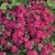 BALDUR-Garten Phlox-Mix 