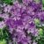 BALDUR-Garten Phlox-Mix 