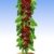 BALDUR-Garten Säulen-Kirschen 'Stella', 1 Pflanze, Prunus avium - 