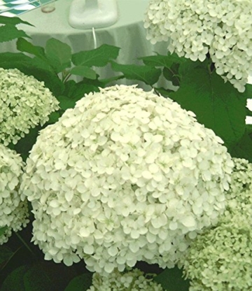BALDUR-Garten Schneeball-Hortensie 
