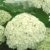 BALDUR-Garten Schneeball-Hortensie 