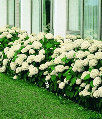 BALDUR-Garten Schneeball-Hortensie 