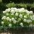 BALDUR-Garten Schneeball-Hortensie 
