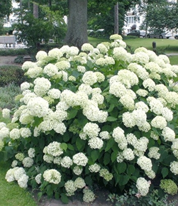 BALDUR-Garten Schneeball-Hortensie 