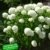 BALDUR-Garten Schneeball-Hortensie "Annabelle";1 Pflanzen -