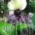 BALDUR-Garten Tacca Nivea,1 Knolle Fledermausblume - 
