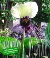 BALDUR-Garten Tacca Nivea,1 Knolle Fledermausblume -