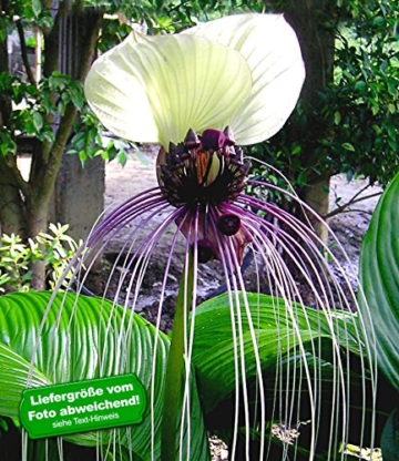 BALDUR-Garten Tacca Nivea,1 Knolle Fledermausblume -