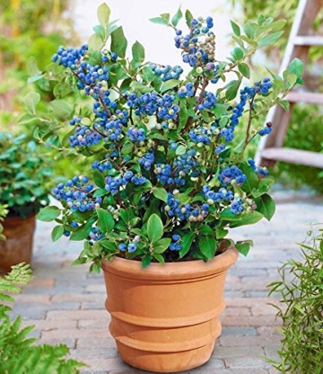 BALDUR-Garten Topf-Heidelbeere,1 Pflanze Vaccinium corymbosum Heidelbeere für Töpfe und Kübel - 