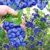 BALDUR-Garten Trauben-Heidelbeere 'Reka® Blue', 1 Pflanze, Vaccinium corymbosum - 