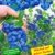 BALDUR-Garten Trauben-Heidelbeere 'Reka® Blue', 1 Pflanze, Vaccinium corymbosum -
