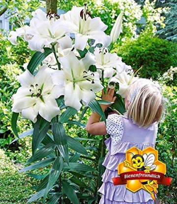 BALDUR-Garten Tree-Lily Pretty Woman 3 Stück Baumlilien Lilium - 