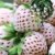 BALDUR-Garten Weiße Ananas-Erdbeere 'Natural White®', 3 Pflanzen & 1 Pflanze Senga Sengana, Fragaria - 