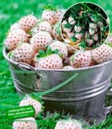BALDUR-Garten Weiße Ananas-Erdbeere 'Natural White®', 3 Pflanzen & 1 Pflanze Senga Sengana, Fragaria -