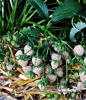 BALDUR-Garten Weiße Ananas-Erdbeere 'Natural White®', 3 Pflanzen & 1 Pflanze Senga Sengana, Fragaria - 