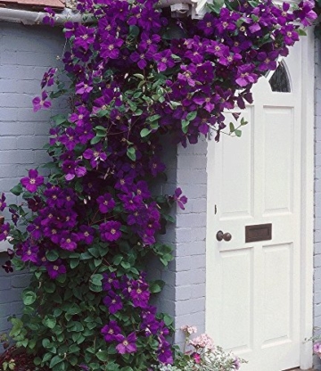 BALDUR-Garten Winterhart Clematis The President® Kletterpflanze, 1 Pflanze - 