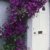 BALDUR-Garten Winterhart Clematis The President® Kletterpflanze, 1 Pflanze - 