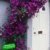 BALDUR-Garten Winterhart Clematis The President® Kletterpflanze, 1 Pflanze -