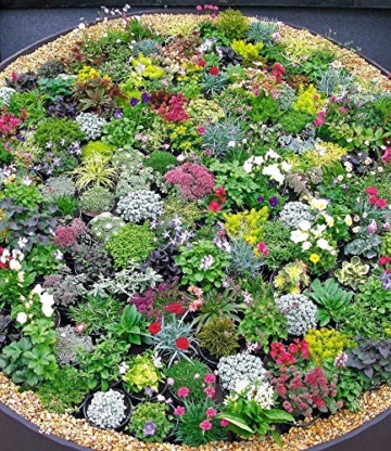 BALDUR-Garten Winterhart Steingarten-Stauden-Mix 10 Pflanzen - 