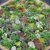 BALDUR-Garten Winterhart Steingarten-Stauden-Mix 10 Pflanzen - 