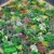 BALDUR-Garten Winterhart Steingarten-Stauden-Mix 10 Pflanzen -