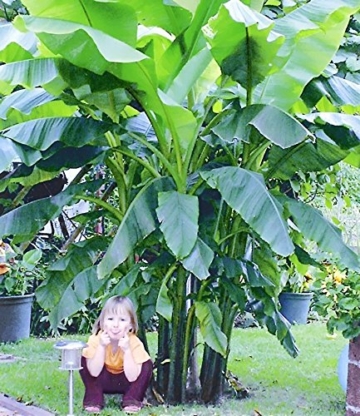 BALDUR-Garten Winterharte Bananen 'grün', 1 Pflanze, Musa basjoo - 