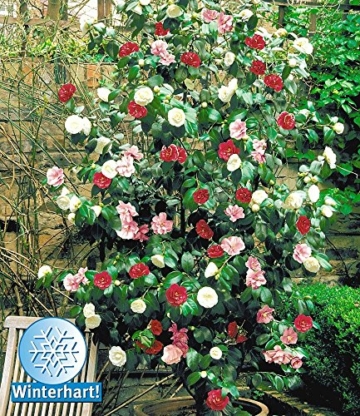 BALDUR-Garten Winterharte Garten-Kamelie 'Tricolor', 1 Pflanze Camellia japonica - 
