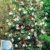 BALDUR-Garten Winterharte Garten-Kamelie 'Tricolor', 1 Pflanze Camellia japonica - 