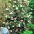 BALDUR-Garten Winterharte Garten-Kamelie 'Tricolor', 1 Pflanze Camellia japonica -