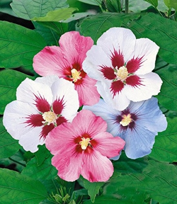 BALDUR-Garten Winterharte Hibiskus-Hecke, 10 Pflanzen, Hibiscus Syriacus - 