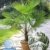 BALDUR-Garten Winterharte Kübel-Palmen, 1 Pflanze, Trachycarpus fortunei - 