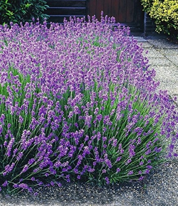 BALDUR-Garten Winterharte Stauden Lavendel-Hecke 'Blau', 9 Pflanzen Lavandula angustifolia Munstead - 
