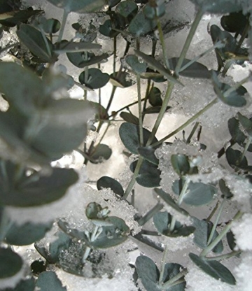 BALDUR-Garten Winterharter Eukalyptus 'Azura®', 1 Pflanze Eucalyptus gunni - 
