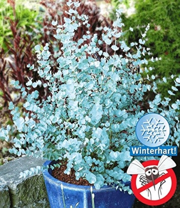 BALDUR-Garten Winterharter Eukalyptus 'Azura®', 1 Pflanze Eucalyptus gunni - 